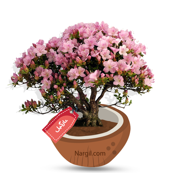 Nargil_Rhododendron Simsii Bonsai